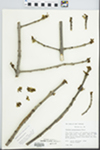 Fraxinus pennsylvanica Marsh.