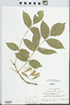 Fraxinus quadrangulata Michx. by John E. E. Ebinger