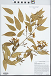 Jasminum multiflorum (Burm. f.) Andrews by J. Richard Abbott