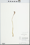 Corallorhiza wisteriana Conrad by Wayne M. Pichon and Hampton Parker