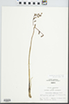 Corallorhiza wisteriana Conrad by John E. Ebinger