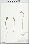 Corallorhiza wisteriana Conrad by Loy R. Phillippe