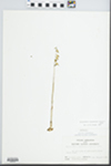 Corallorhiza odontorhiza Nutt. by John E. Ebinger