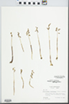Corallorhiza odontorhiza Nutt. by Loy R. Phillippe