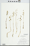 Corallorhiza odontorhiza Nutt. by A. D. Parker