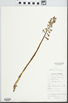 Corallorhiza maculata (Raf.) Raf. by M. Doyle