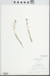 Corallorhiza wisteriana Conrad by John E. Ebinger