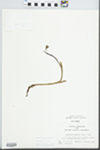 Aplectrum hyemale (Muhl. ex Willd.) Torr. by John E. Ebinger