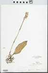 Aplectrum hyemale (Muhl. ex Willd.) Torr. by John E. Ebinger