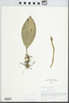 Aplectrum hyemale (Muhl. ex Willd.) Torr. by Loy R. Phillippe