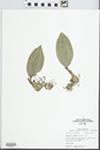 Aplectrum hyemale (Muhl. ex Willd.) Torr. by Nacey Weiler