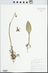 Aplectrum hyemale (Muhl. ex Willd.) Torr. by Bob Edgin