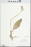 Aplectrum hyemale (Muhl. ex Willd.) Torr.