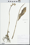 Aplectrum hyemale (Muhl. ex Willd.) Torr. by Loy R. Phillippe and David Ketzner