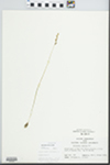 Spiranthes tuberosa Raf. by John E. Ebinger
