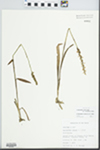 Spiranthes ovalis Lindl. by John E. Ebinger