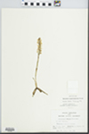 Spiranthes magnicamporum Sheviak by H. M. Parker