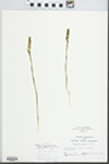 Spiranthes magnicamporum Sheviak by John E. Ebinger