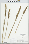 Spiranthes cernua (L.) Rich. by M. Bratovich