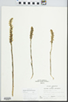 Spiranthes cernua (L.) Rich. by Loy R. Phillippe