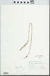Spiranthes gracilis (Bigelow) Beck by Paul Shildneck