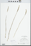 Spiranthes gracilis (Bigelow) Beck by John E. Ebinger