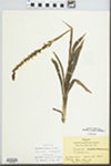 Spiranthes cernua (L.) Rich. by Hiram Frederick Thut