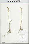 Spiranthes cernua (L.) Rich. by G. A. Hellinga