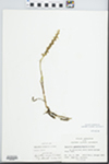 Spiranthes cernua (L.) Rich. by John E. Ebinger