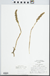 Spiranthes magnicamporum Sheviak by Randy W. Nyboer