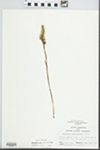 Spiranthes cernua (L.) Rich. by Randy Vogel