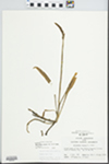 Spiranthes cernua (L.) Rich. by John E. Ebinger