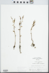Triphora trianthophora Rydb. in Britton by Randy Vogel