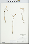 Triphora trianthophora Rydb. in Britton by Loy R. Phillippe
