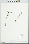 Triphora trianthophora Rydb. in Britton by Kim Price