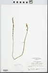 Spiranthes gracilis (Bigelow) Beck by John E. Ebinger