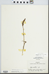 Spiranthes cernua (L.) Rich. by Botany 249
