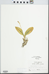 Liparis loeselii (L.) Rich. by John E. Ebinger