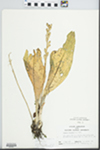 Liparis loeselii (L.) Rich. by Randy W. Nyboer