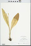Liparis loeselii (L.) Rich. by Randy W. Nyboer