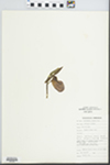 Cypripedium acaule Aiton by Botany 252