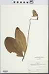 Cypripedium acaule Aiton by Botany 251
