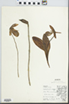 Cypripedium acaule Aiton by J. Reed