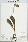 Cypripedium acaule Aiton by S. L. Wilson