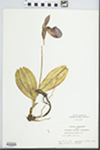Cypripedium acaule Aiton by John E. Ebinger