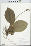 Cypripedium acaule Aiton by Loy R. Phillippe