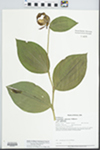 Cypripedium calceolus var. pubescens (Willd.) Correll