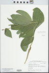 Cypripedium calceolus var. pubescens (Willd.) Correll by John E. Ebinger