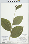 Cypripedium calceolus var. pubescens (Willd.) Correll by John E. Ebinger
