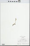 Goodyera pubescens (Willd.) R. Br. by William McClain